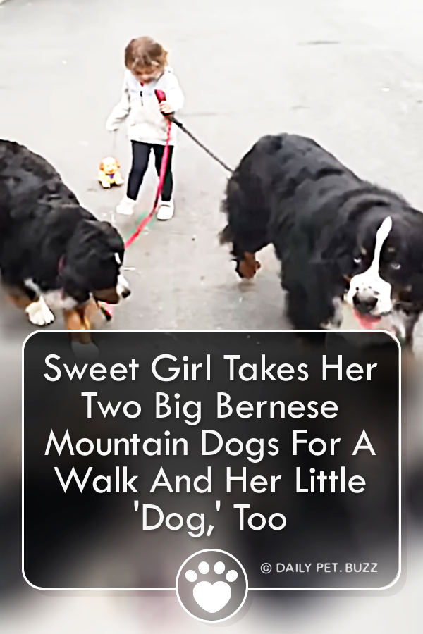 Sweet Girl Takes Her Two Big Bernese Mountain Dogs For A Walk And Her Little \'Dog,\' Too