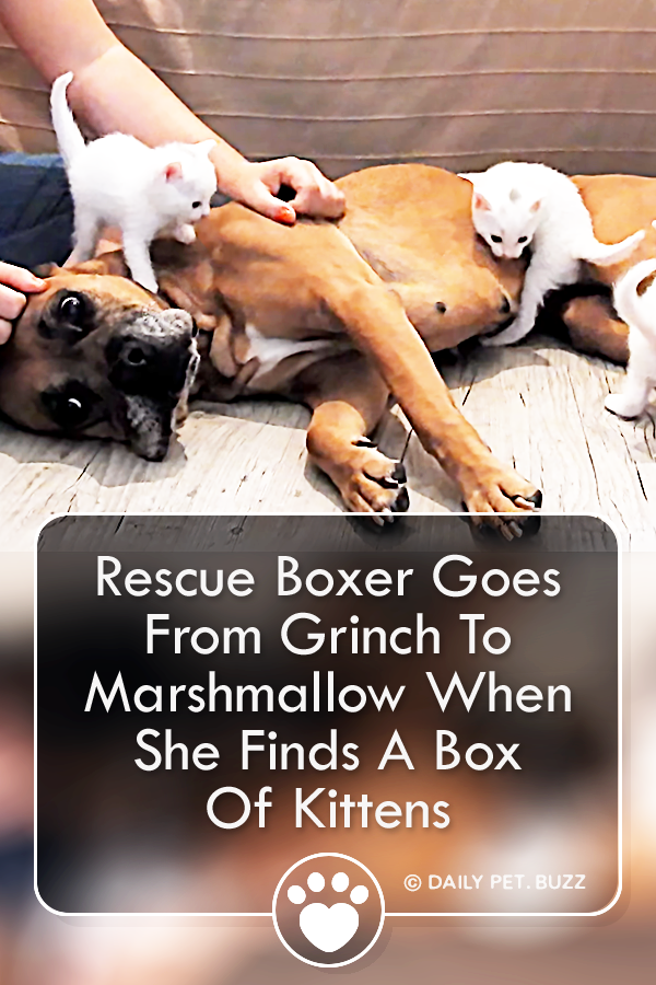 Rescue Boxer Goes From Grinch To Marshmallow When She Finds A Box Of Kittens