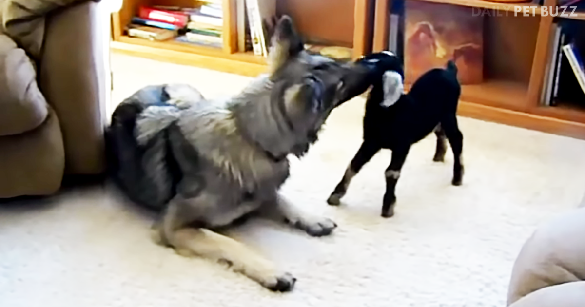 When Baby Goats Aren't Enough, There Is Always Baby Goats And Dogs To Enjoy