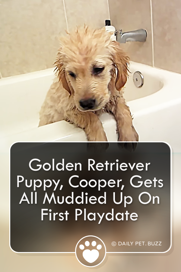 Golden Retriever Puppy, Cooper, Gets All Muddied Up On First Playdate