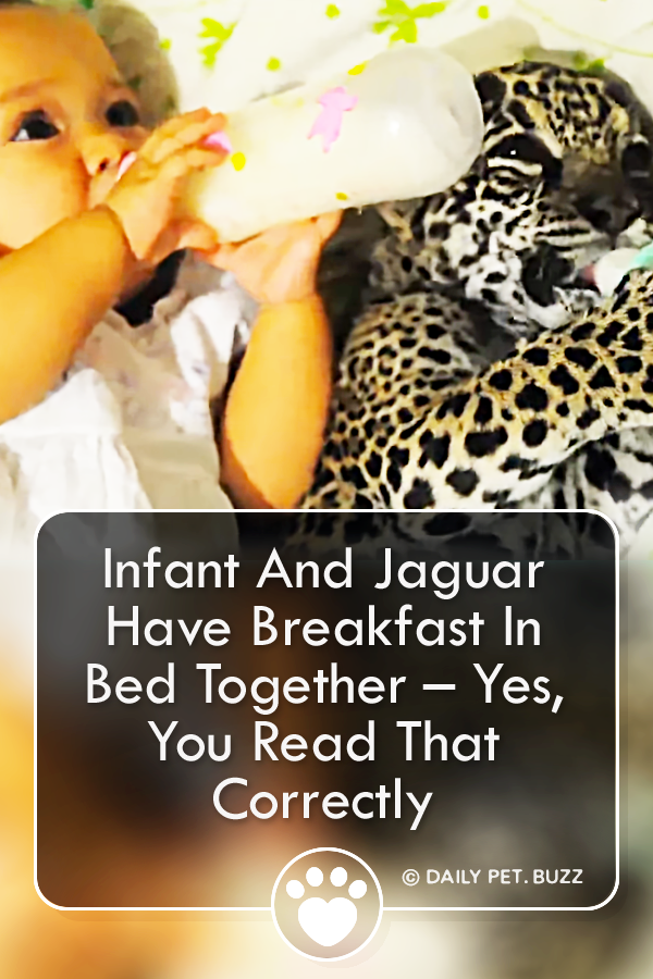 Infant And Jaguar Have Breakfast In Bed Together – Yes, You Read That Correctly