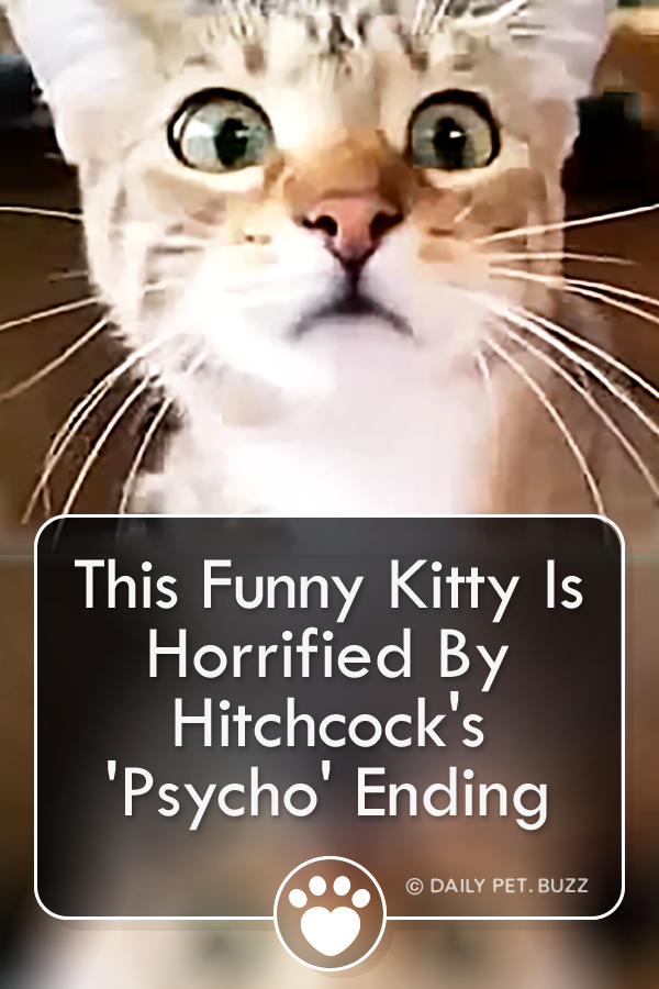 This Funny Kitty Is Horrified By Hitchcock\'s \'Psycho\' Ending