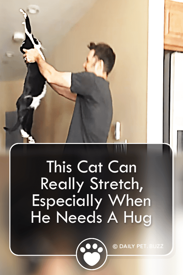 This Cat Can Really Stretch, Especially When He Needs A Hug