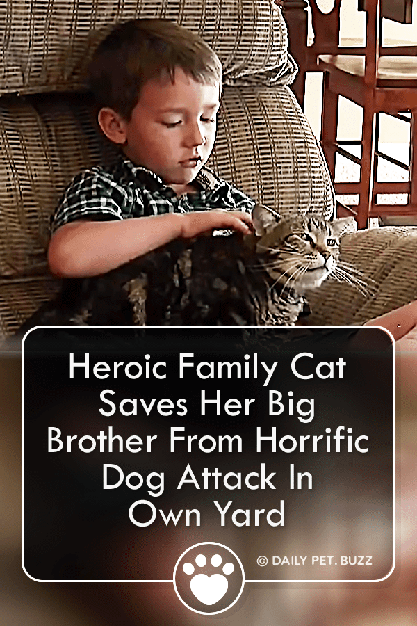 Heroic Family Cat Saves Her Big Brother From Horrific Dog Attack In Own Yard