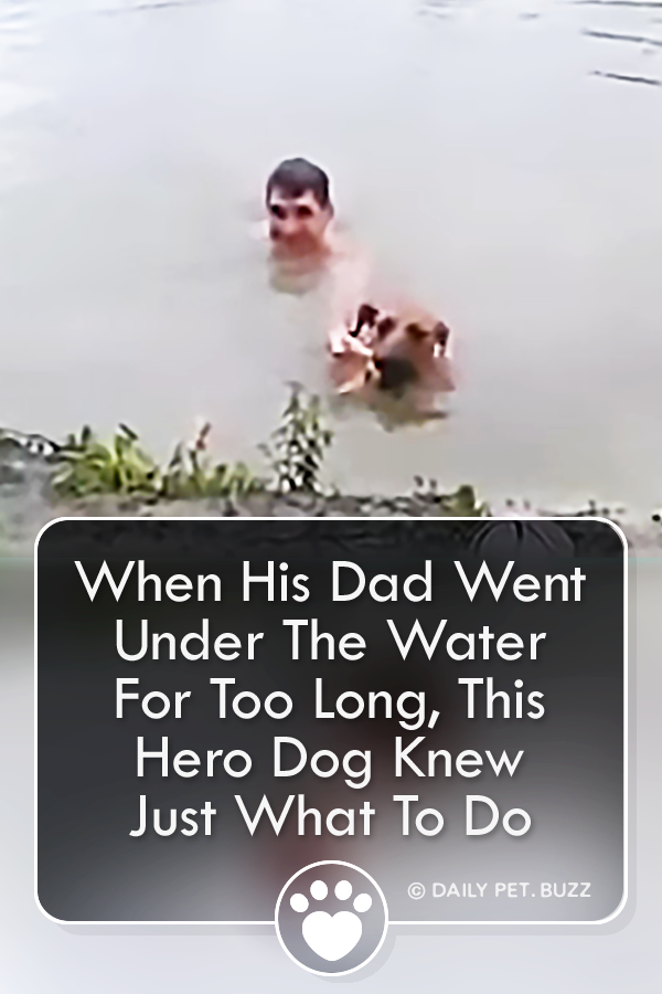 When His Dad Went Under The Water For Too Long, This Hero Dog Knew Just What To Do