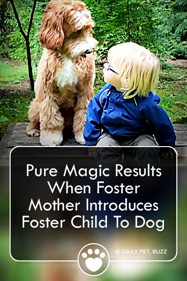 Pure Magic Results When Foster Mother Introduces Foster Child To Dog
