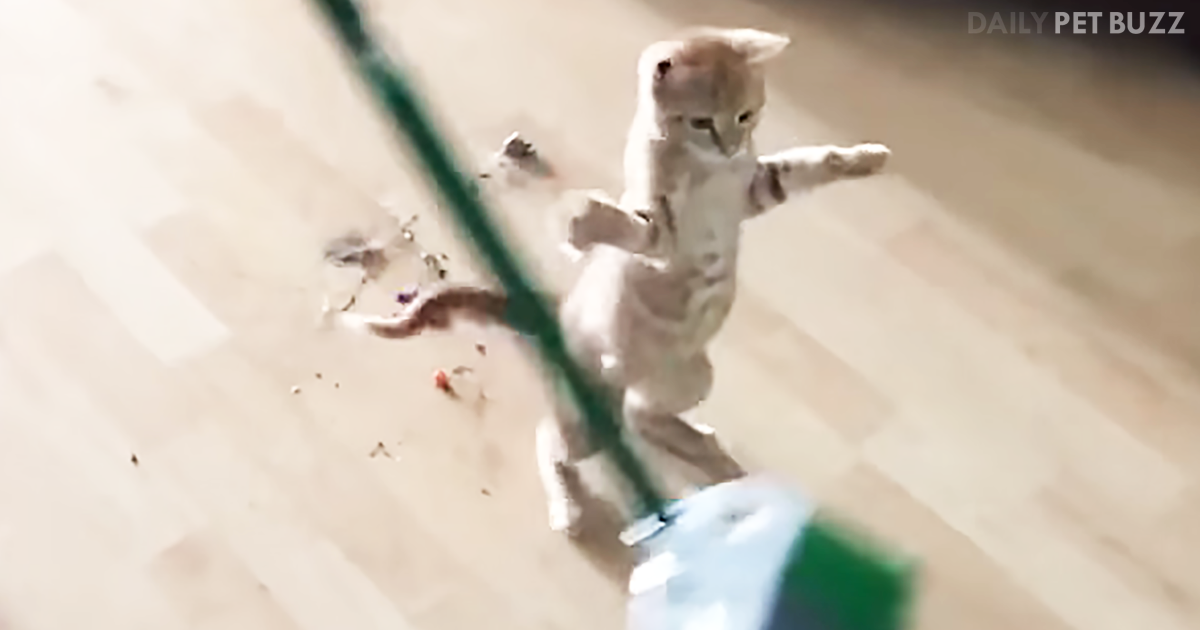 Kitten Tries To 'Help' Dad Sweep The Floor – By Swatting Everything Away