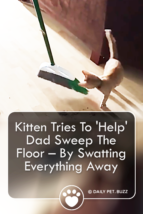 Kitten Tries To \'Help\' Dad Sweep The Floor – By Swatting Everything Away