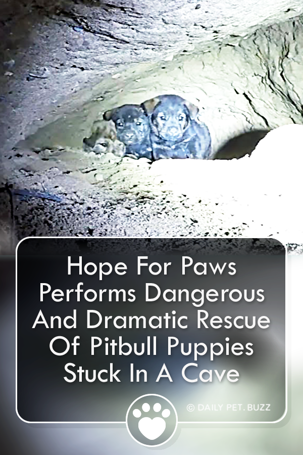 Hope For Paws Performs Dangerous And Dramatic Rescue Of Pitbull Puppies Stuck In A Cave
