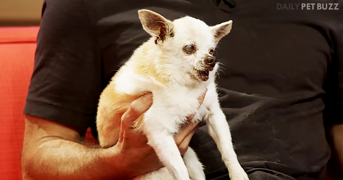 Actor Dermot Mulroney Says His Chihuahua Maverick Has Made It To 22-Years-Old Because Of Love