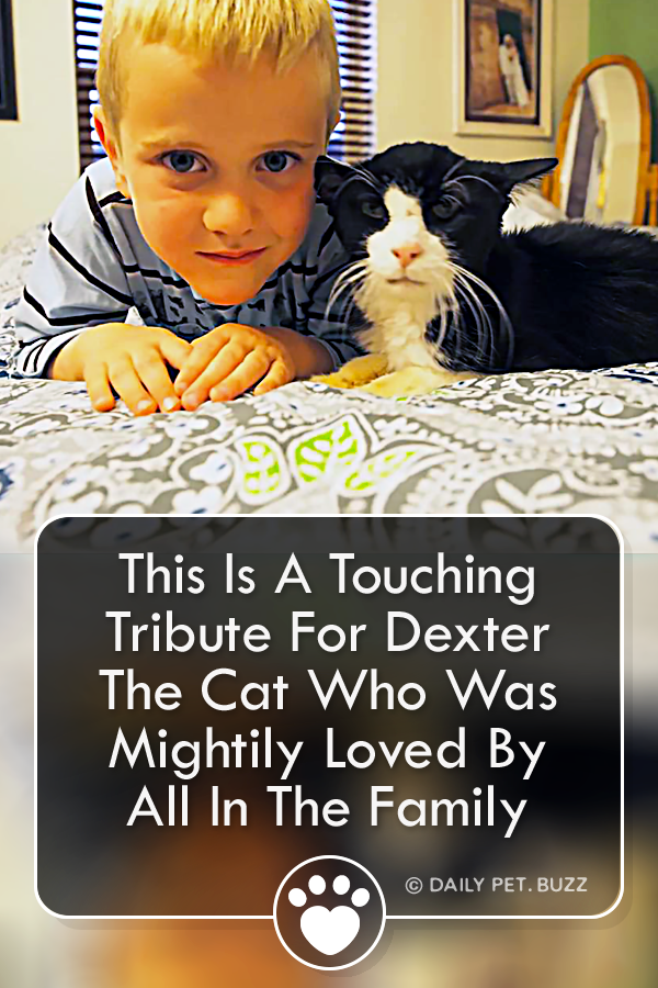 This Is A Touching Tribute For Dexter The Cat Who Was Mightily Loved By All In The Family