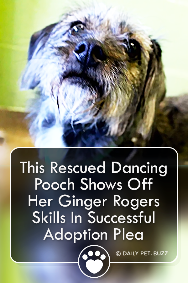 This Rescued Dancing Pooch Shows Off Her Ginger Rogers Skills In Successful Adoption Plea