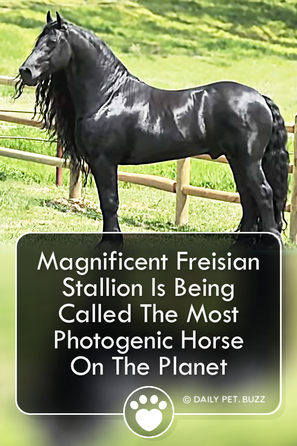 Magnificent Friesian Stallion Is Being Called The Most Photogenic Horse On The Planet