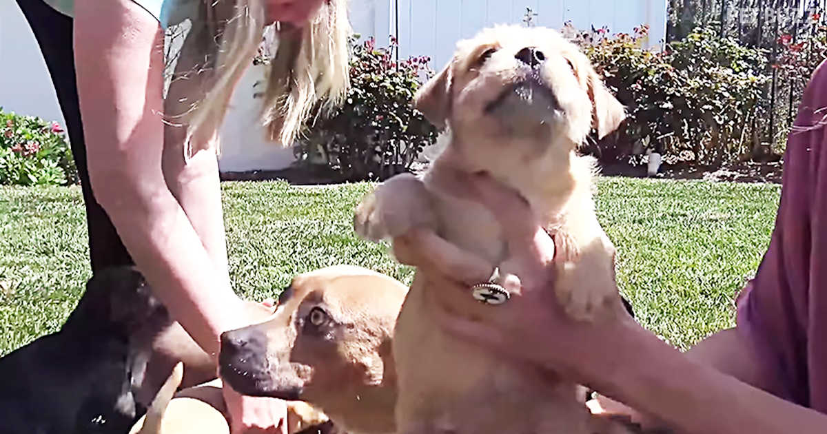Hope For Paws Drives 3 1/2 Hours In A Rain Storm To Save This Pitbull And Her Newborn Pups