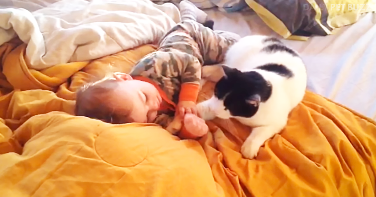 Sweet Cat Snuggles Up With The Baby For A Darling Nap Time Routine