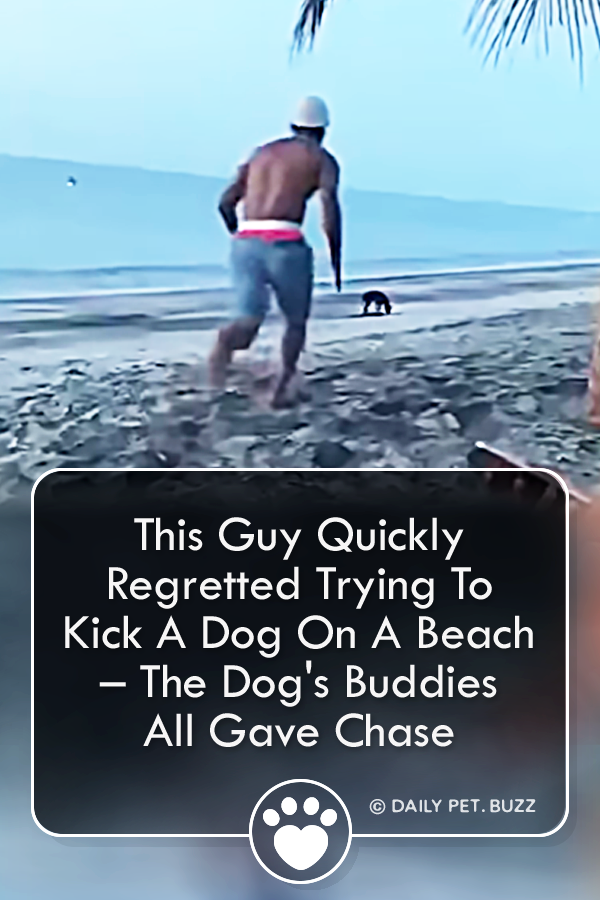 This Guy Quickly Regretted Trying To Kick A Dog On A Beach – The Dog\'s Buddies All Gave Chase