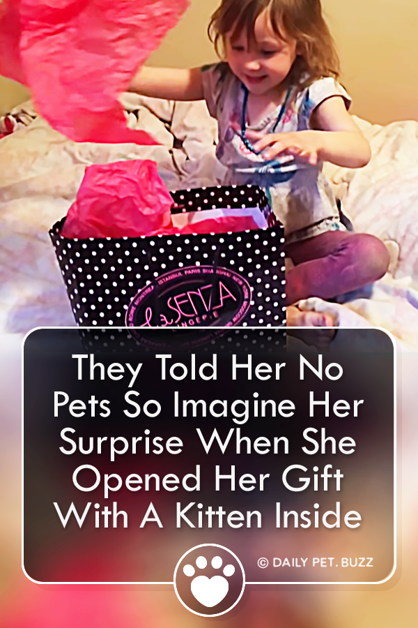 They Told Her No Pets So Imagine Her Surprise When She Opened Her Gift With A Kitten Inside