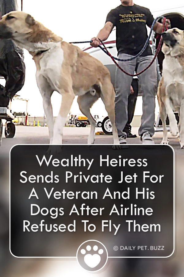 Wealthy Heiress Sends Private Jet For A Veteran And His Dogs After Airline Refused To Fly Them