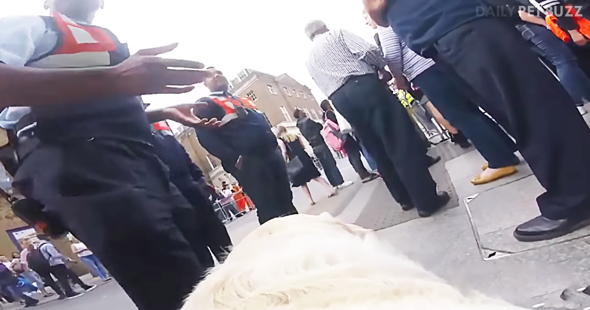Blind Man Uses GoPro To Show Everything His Guide Dog Maneuvers Him Through Daily