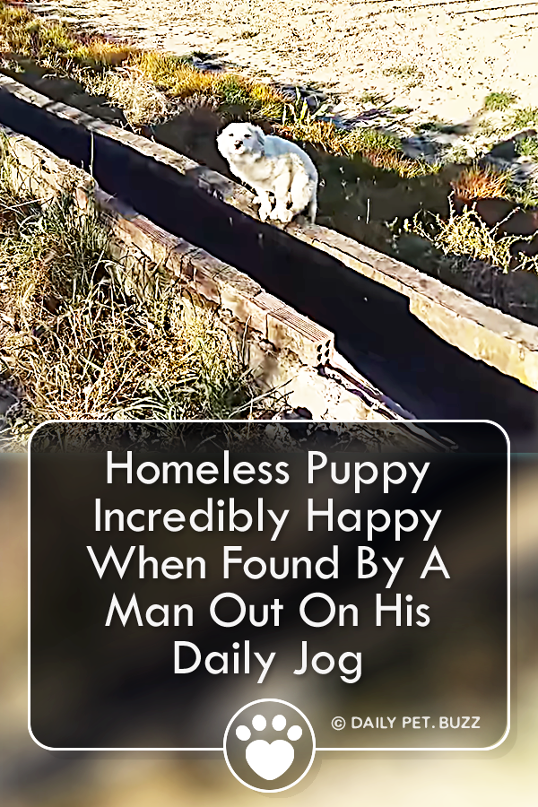 Homeless Puppy Incredibly Happy When Found By A Man Out On His Daily Jog