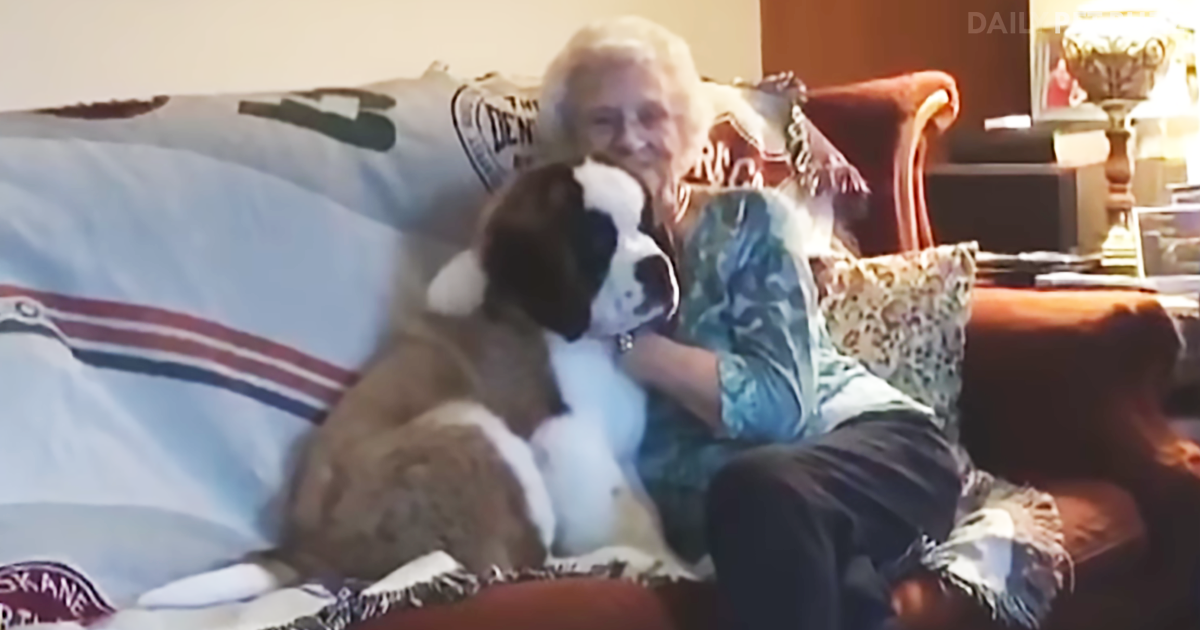 92-Year-Old Widow Gets New Lease On Life When Neighbors Adopt A St. Bernard Puppy