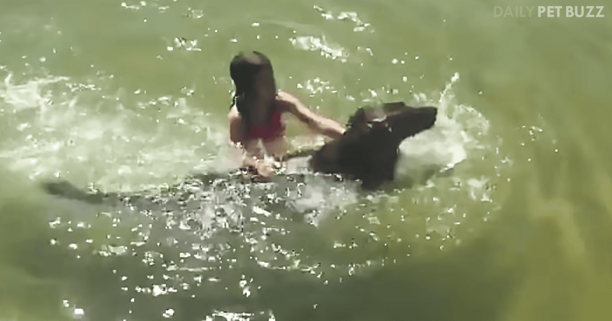 This Young Girl Has A Personal Lifeguard In Her Buddy Max, The German Shepherd