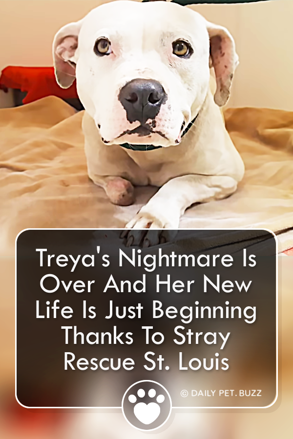 Treya\'s Nightmare Is Over And Her New Life Is Just Beginning Thanks To Stray Rescue St. Louis