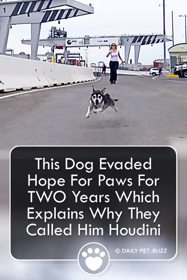 This Dog Evaded Hope For Paws For TWO Years Which Explains Why They Called Him Houdini
