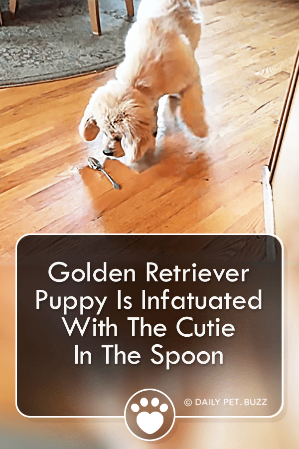 Golden Retriever Puppy Is Infatuated With The Cutie In The Spoon