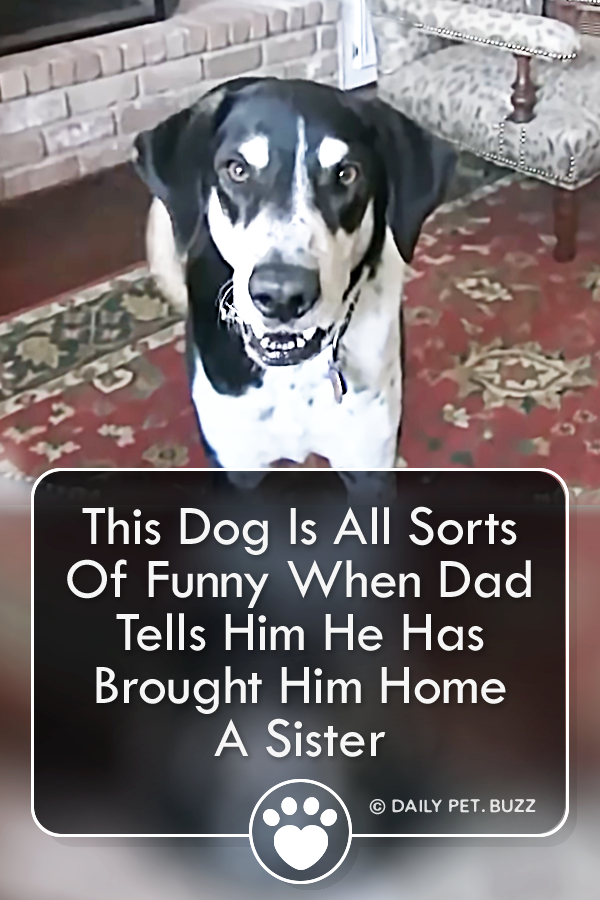 This Dog Is All Sorts Of Funny When Dad Tells Him He Has Brought Him Home A Sister