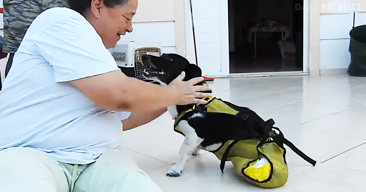 When A Woman Sees Dog Hit By Car Screaming In Pain, She Stops And It Changes Her Life