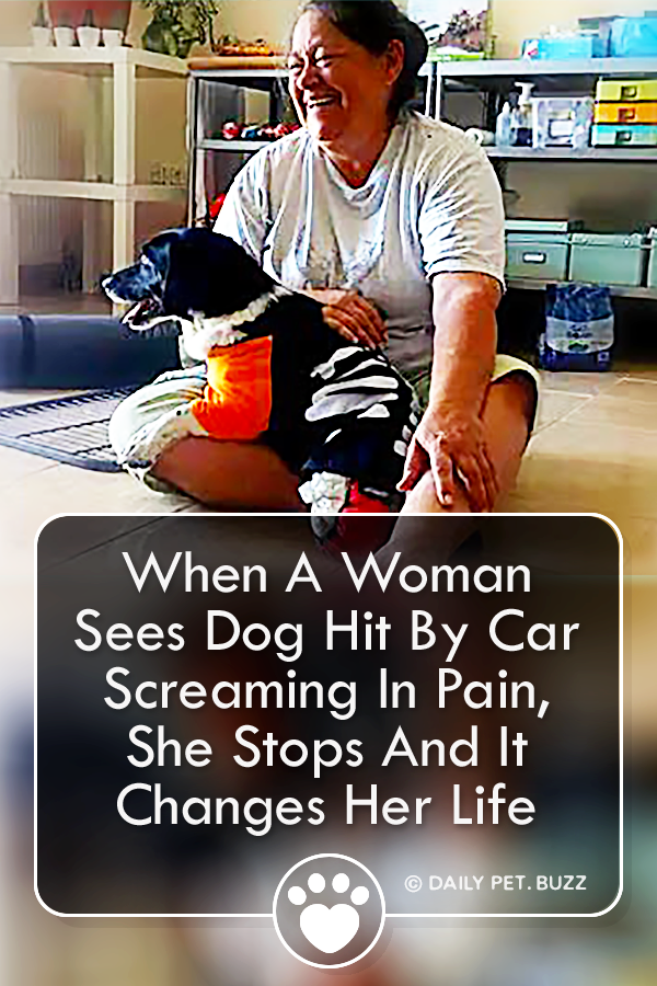 When A Woman Sees Dog Hit By Car Screaming In Pain, She Stops And It Changes Her Life