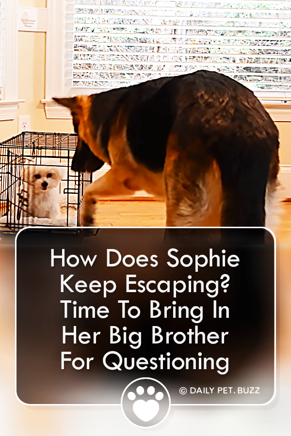 How Does Sophie Keep Escaping? Time To Bring In Her Big Brother For Questioning