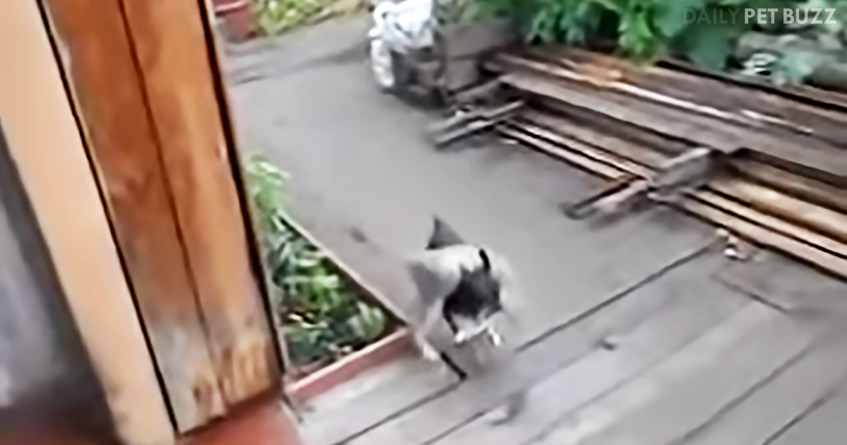 This Silly Dog Has The Most Hilarious Way Of Getting The Cat To Come Inside