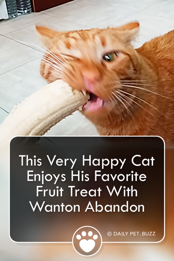 This Very Happy Cat Enjoys His Favorite Fruit Treat With Wanton Abandon