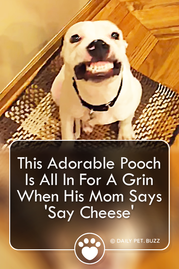 This Adorable Pooch Is All In For A Grin When His Mom Says \'Say Cheese\'