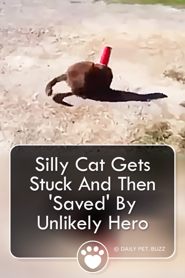 Silly Cat Gets Stuck And Then \'Saved\' By Unlikely Hero