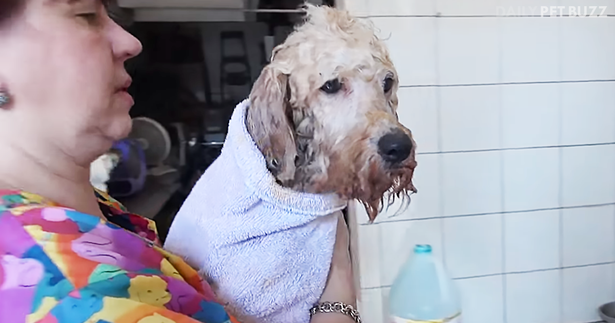Matted And Depressed, Hope For Paws Helps Revive Precious Poodle's Beauty Inside And Out