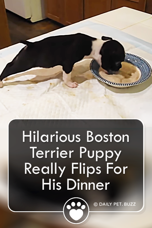 Hilarious Boston Terrier Puppy Really Flips For His Dinner