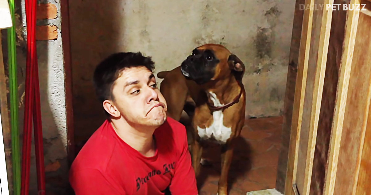 When His Human Imitates His Every Move, This Boxer Decides To Throw The Funniest Fit Ever