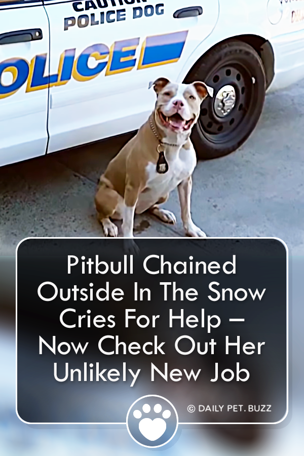 Pitbull Chained Outside In The Snow Cries For Help – Now Check Out Her Unlikely New Job