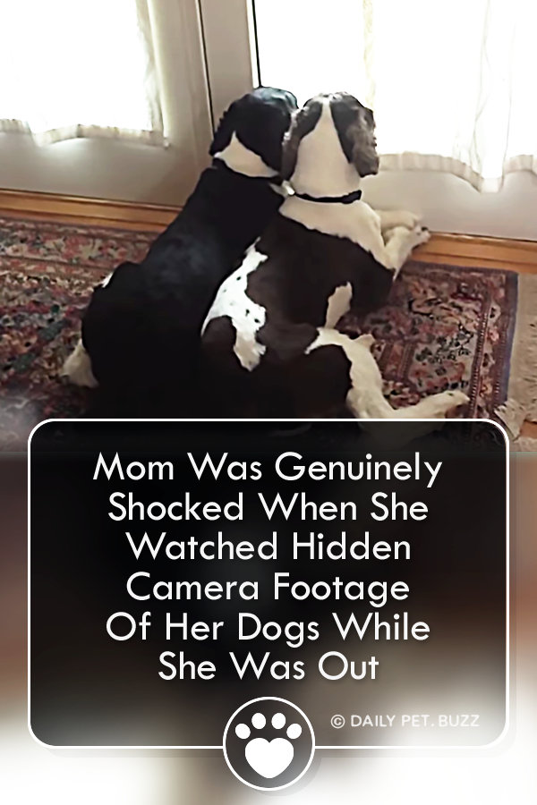 Mom Was Genuinely Shocked When She Watched Hidden Camera Footage Of Her Dogs While She Was Out