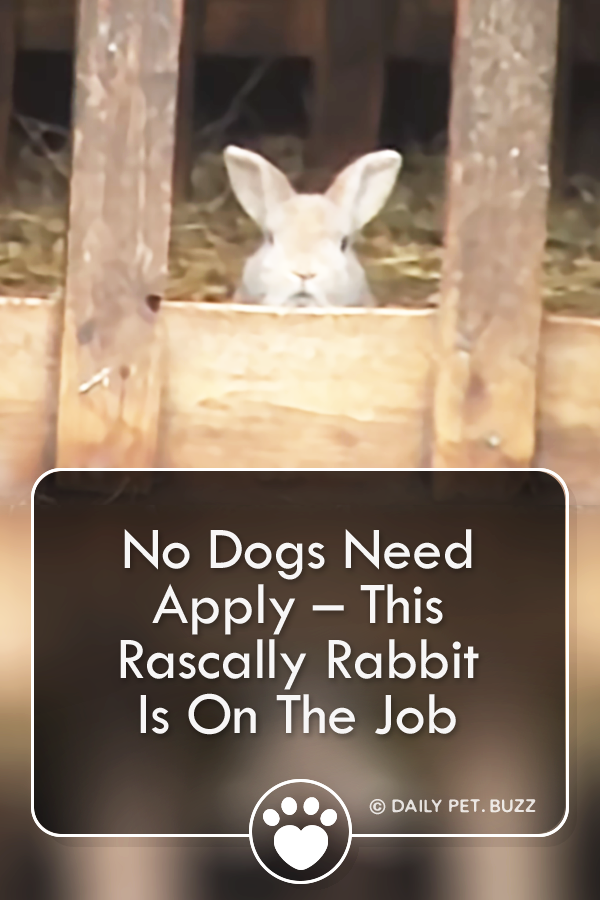 No Dogs Need Apply – This Rascally Rabbit Is On The Job