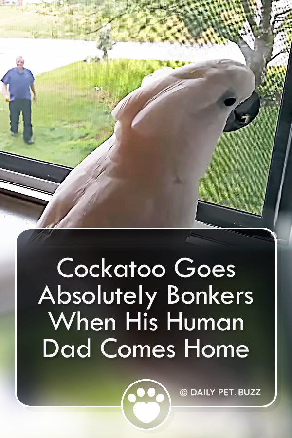 Cockatoo Goes Absolutely Bonkers When His Human Dad Comes Home