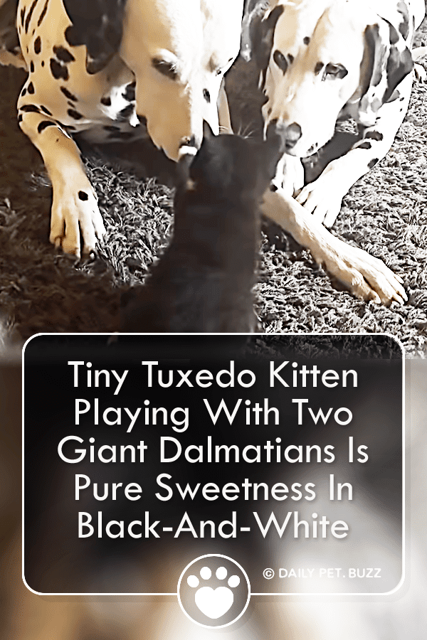 Tiny Tuxedo Kitten Playing With Two Giant Dalmatians Is Pure Sweetness In Black-And-White