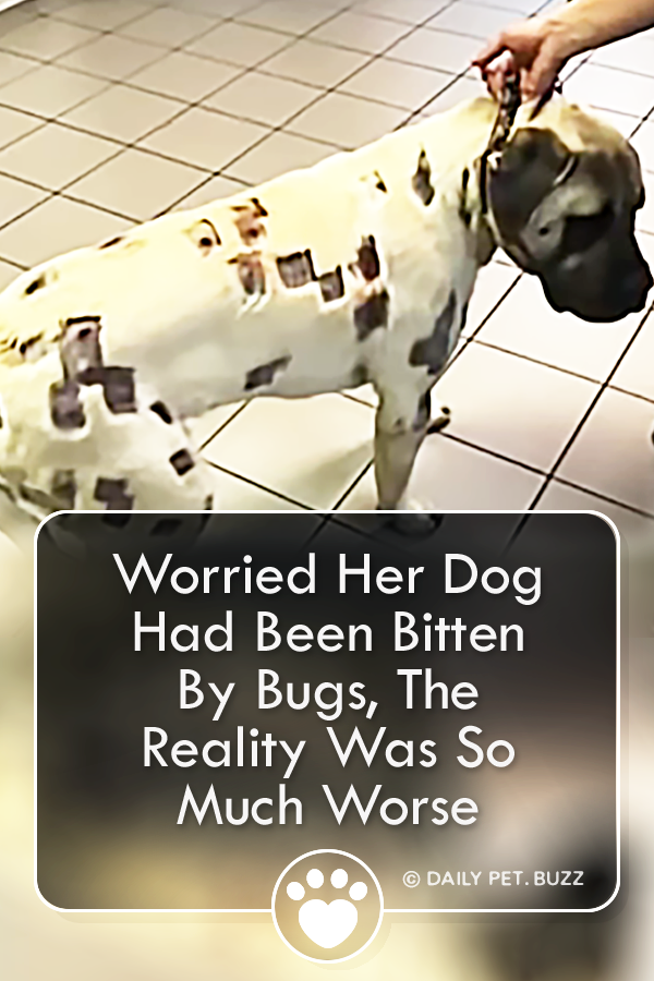 Worried Her Dog Had Been Bitten By Bugs, The Reality Was So Much Worse