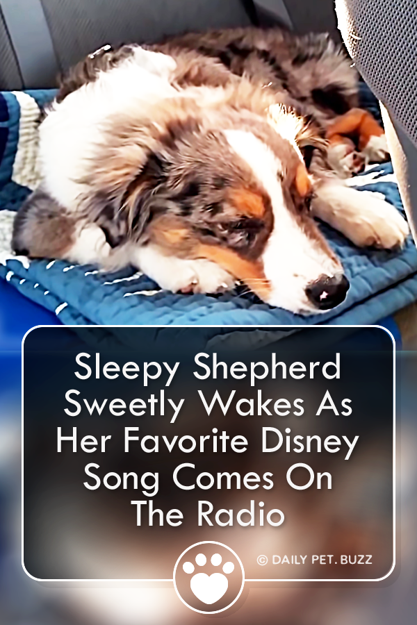 Sleepy Shepherd Sweetly Wakes As Her Favorite Disney Song Comes On The Radio