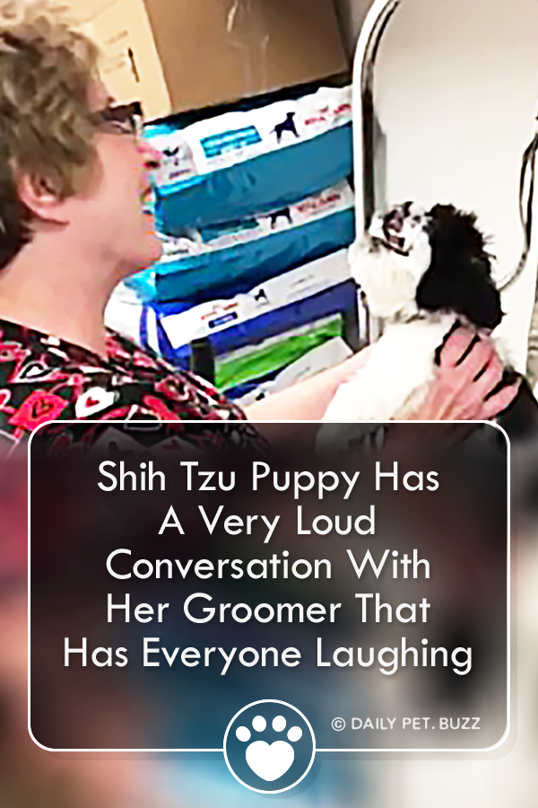 Shih Tzu Puppy Has A Very Loud Conversation With Her Groomer That Has Everyone Laughing