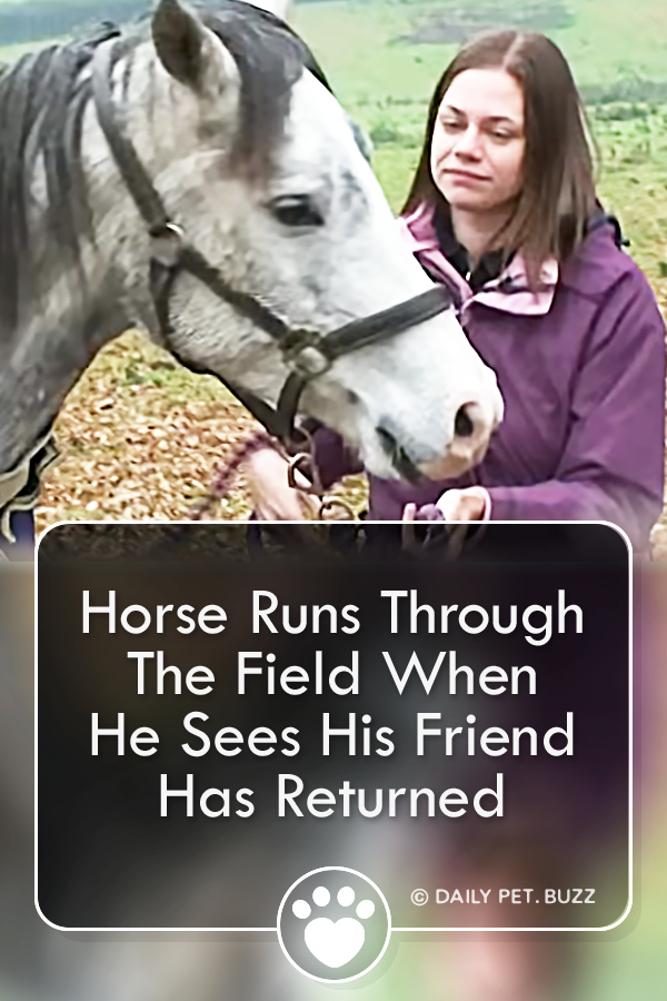 Horse Runs Through The Field When He Sees His Friend Has Returned