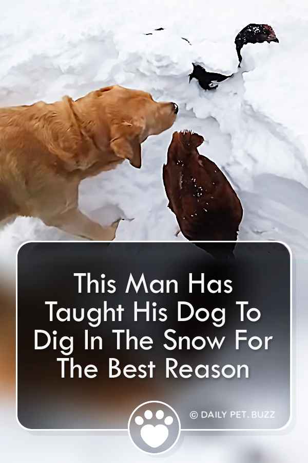 This Man Has Taught His Dog To Dig In The Snow For The Best Reason